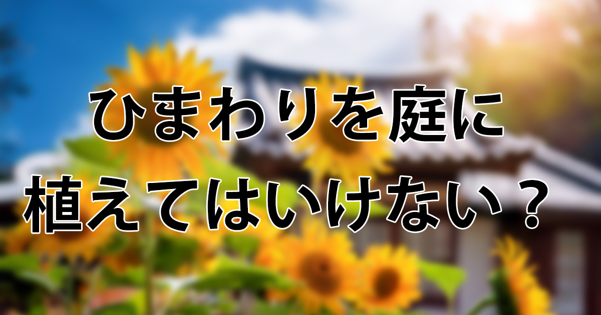 ひまわりを庭に植えてはいけないは嘘！3つの噂の真相と失敗しない育て方