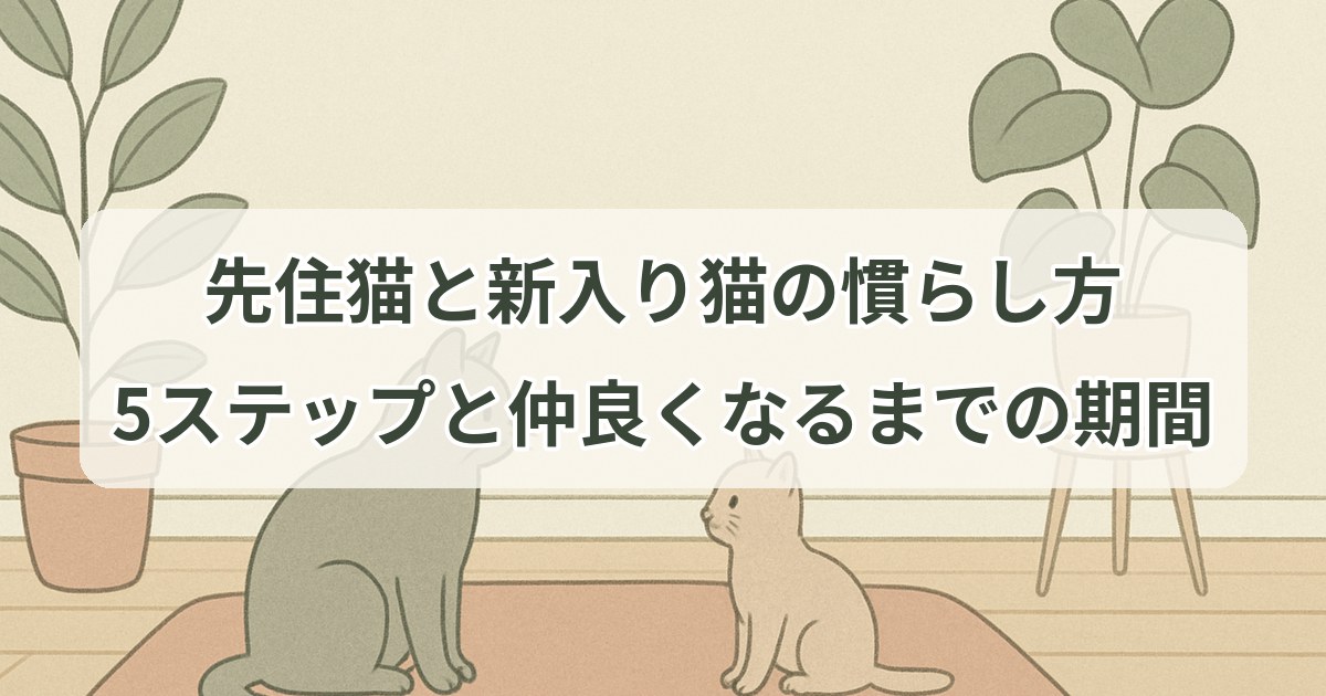 new-cat-introduction